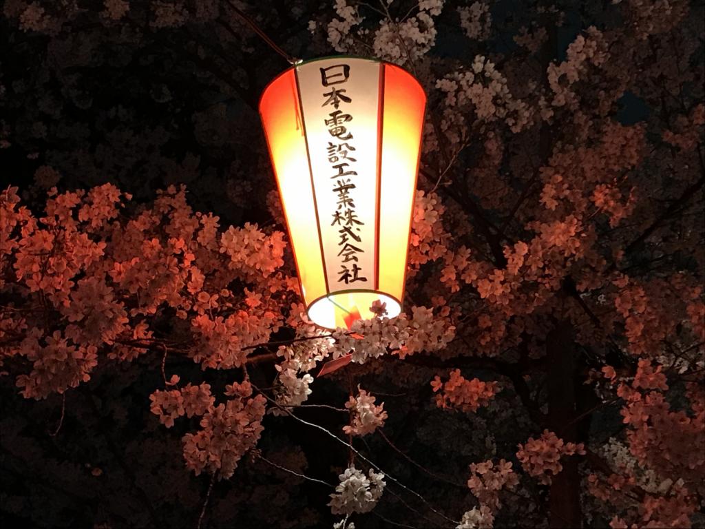 Japanese Lantern: Spectacular at night amongst the blossoms
